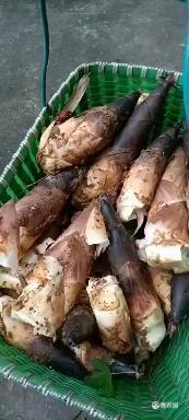 杭州肉厚爽滑本地笋