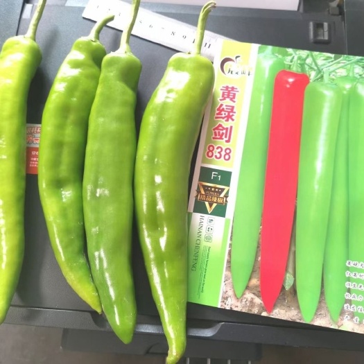 沭阳县黄绿剑838辣椒种子 早熟羊角椒种籽辣味适中春秋高产抗病抗逆