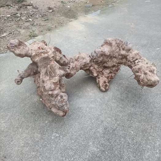 金平县白肉云南土茯苓