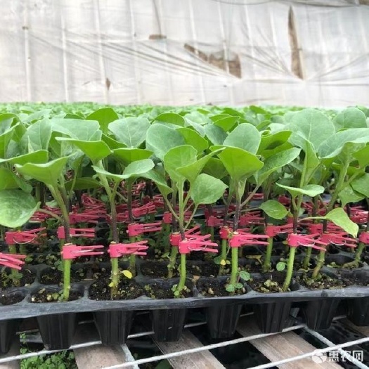 延津县茄子苗 圆茄子苗 紫圆茄子苗 紫长茄子苗 竹丝茄子苗 青茄苗