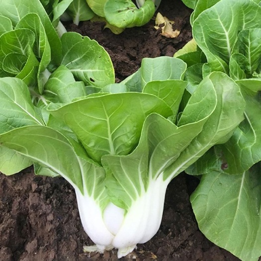 新鲜矮脚白 奶白菜