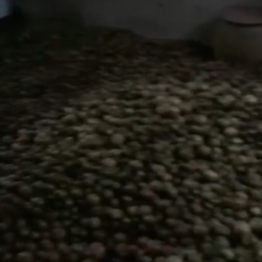 钦州山茶油
