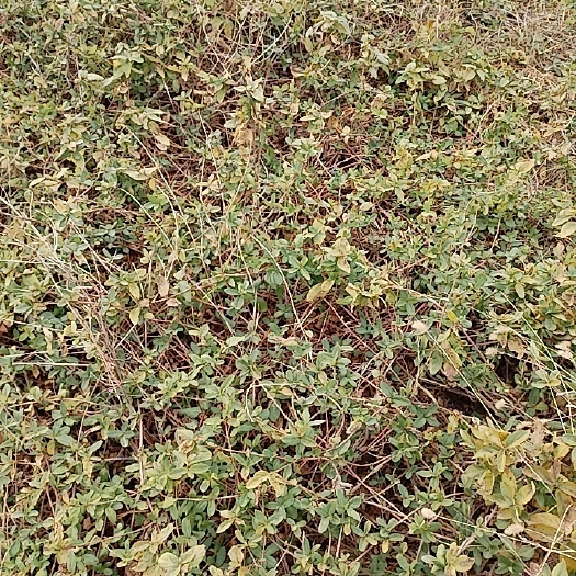 老河口市北花一号、金花三号金银花苗
