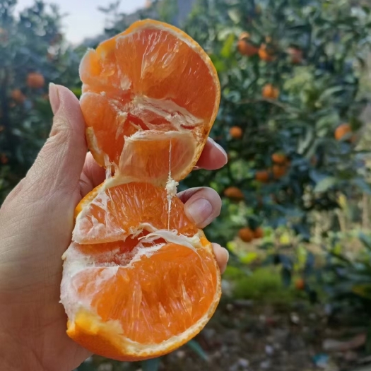 秭归县九月红脐橙