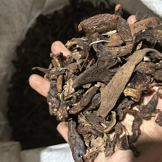 凯里市骨碎补