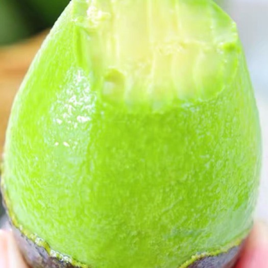 思茅牛油果