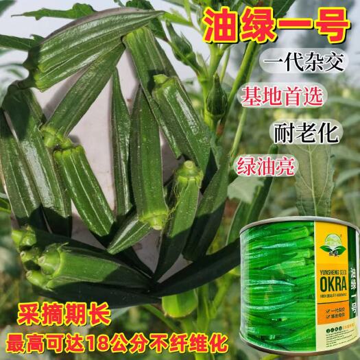 秋葵种子油绿一号杂交秋葵种子喜温暖半耐冻可直播条播穴播秋葵种