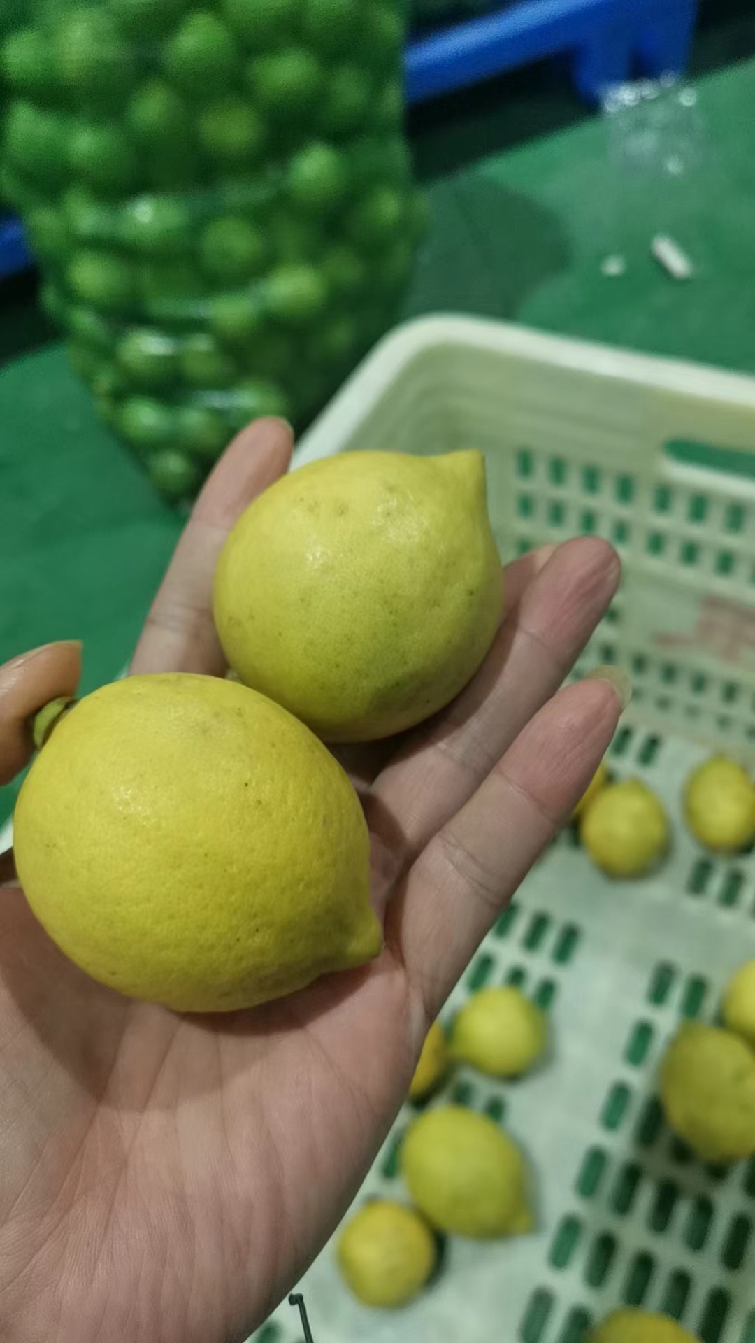 广东香水柠檬批发图片