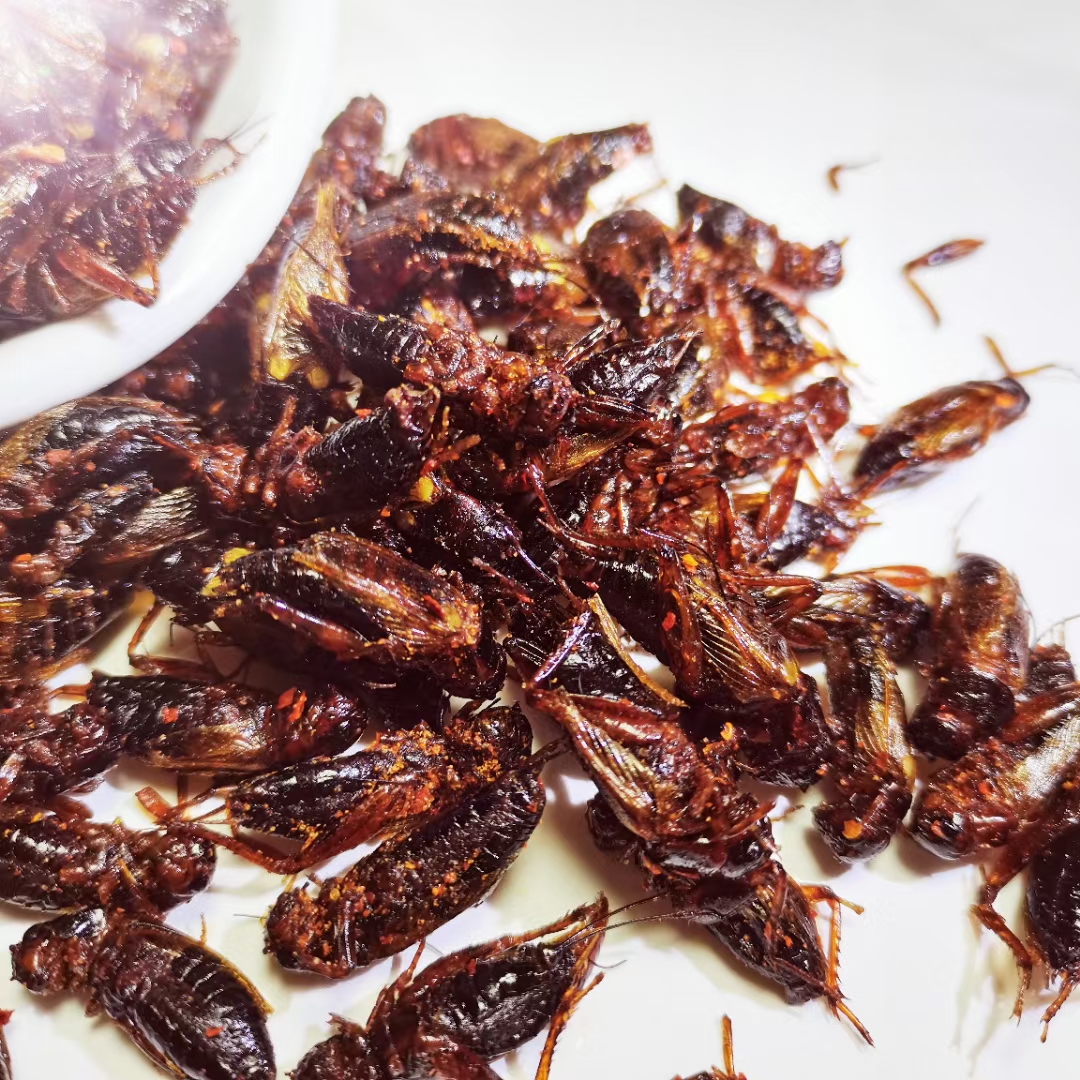 杜比亚昆虫 农村养殖致富 小本创业 先养后付  包回收