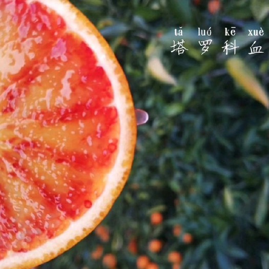 资中县血橙