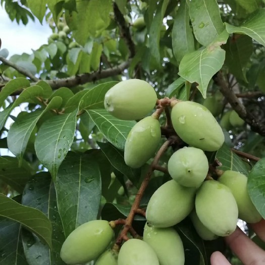 重庆市橄榄橄榄橄榄