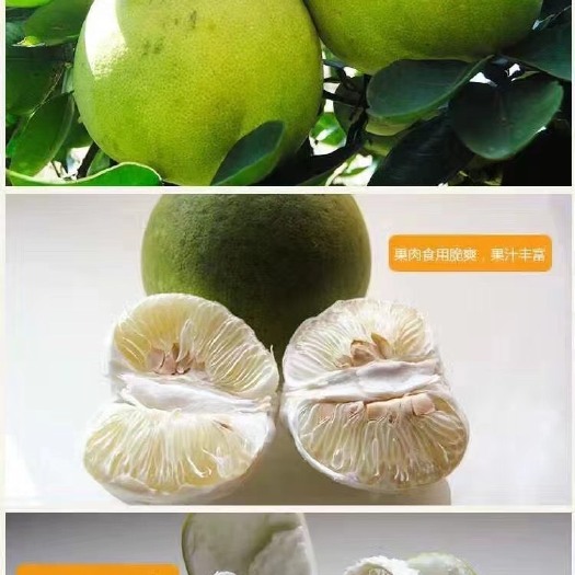 洪江市安江冰糖柚