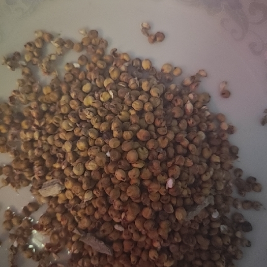 武威高粱米