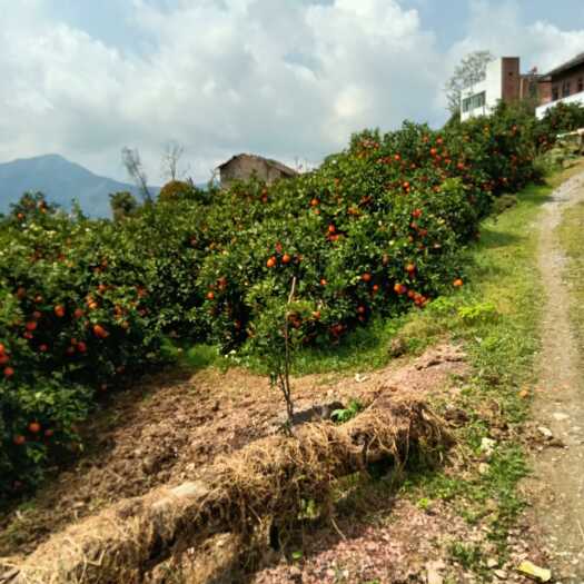 奉节重庆奉节脐橙成熟季