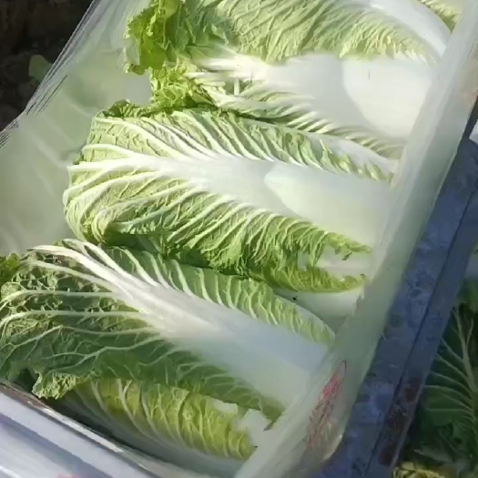 临泉县矮白菜