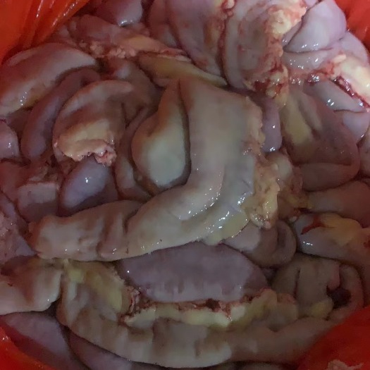 牛腸   牛粉腸