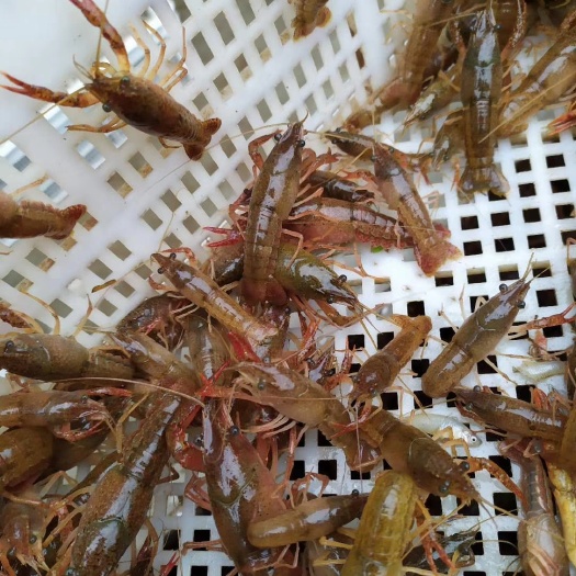重庆市小龙虾苗淡水龙虾苗种虾苗虾条母虾活虾