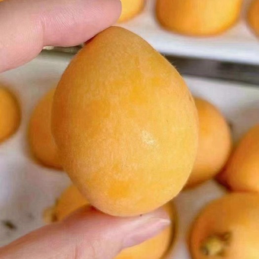 昆明云南高原枇杷