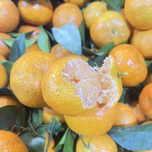 广西梧州砂糖橘产地直发