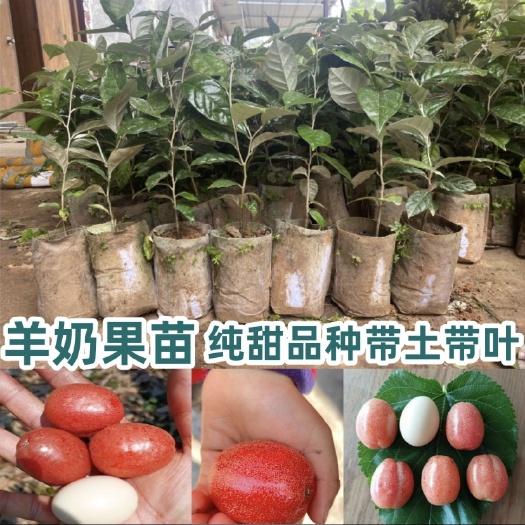 灵山县羊奶果苗嫁接种子苗都有