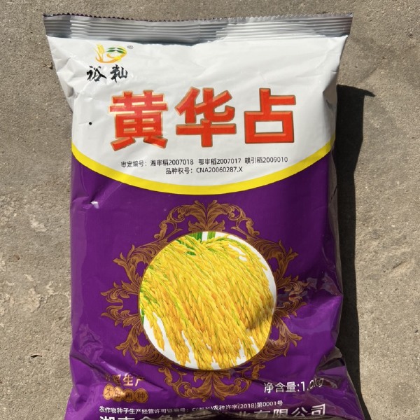 黄华占水稻种子 中稻虾稻谷种 常规种 饭好吃产量高优质水稻