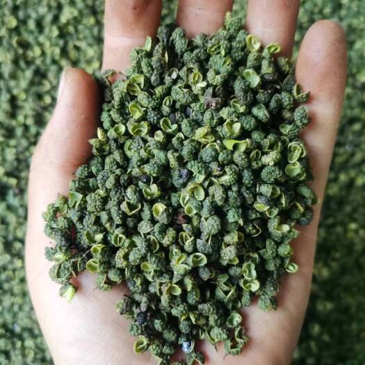青花椒  云南青麻椒产新开口35-40