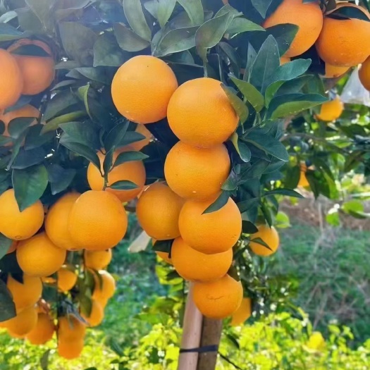 安远县赣南脐橙苗