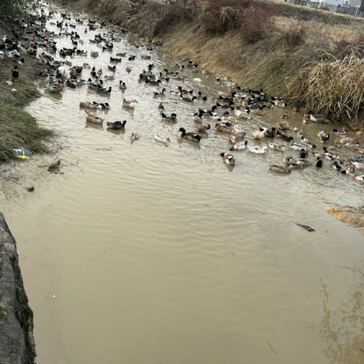 宜春鸭
