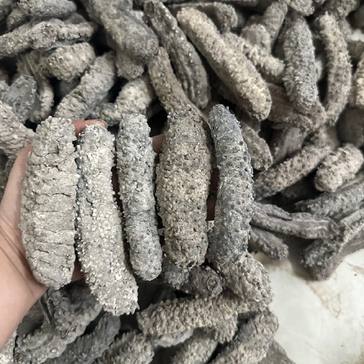 黑刺参 大刺海参干货黄玉参 刺王10-20头 足干淡干厚肉
