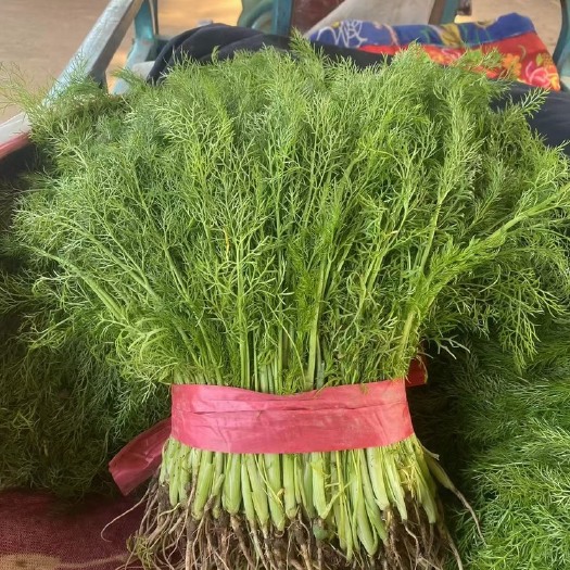 河北丛台区新鲜茴香菜 绿色健康即食蔬菜 快速发货