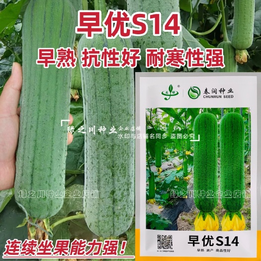 沭阳县春润早优s14丝瓜种子早熟丝瓜特早丝瓜种籽短棒肉丝瓜种子瓜