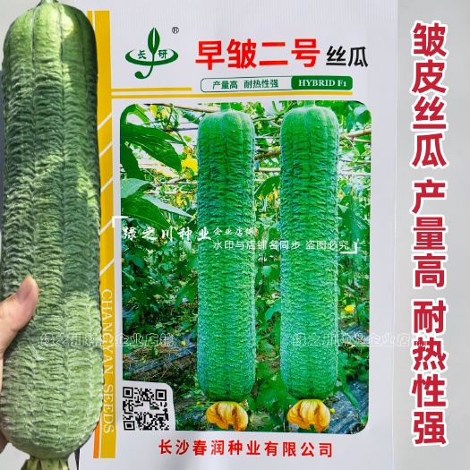 沭阳县长沙农科院早皱二号丝瓜种子大皱皮丝瓜种子耐热早熟高产褶皱明显