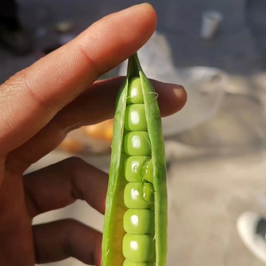 豌豆荚 白豌豆 中豌六号剥米豌豆豌豆米新鲜豌豆