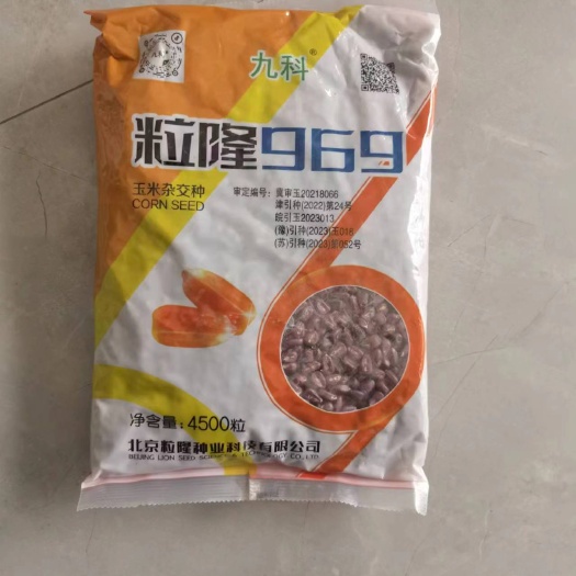 唐山粒隆969国审大棒特大抗旱矮杆抗病抗旱耐涝红轴玉米种子
