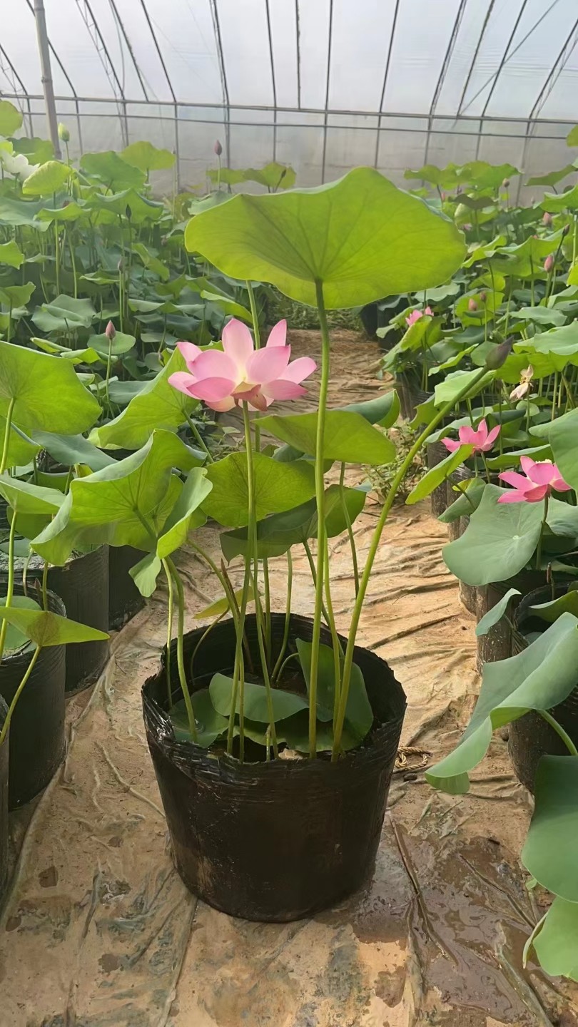 荷花，品种荷花，大花荷花，