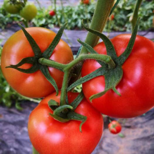 寿光市大红番茄苗 齐大力西红柿苗 嫁接苗自根苗全年供应 基质土