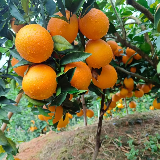 安远县赣南脐橙苗，苗圃基地直供，现挖现发