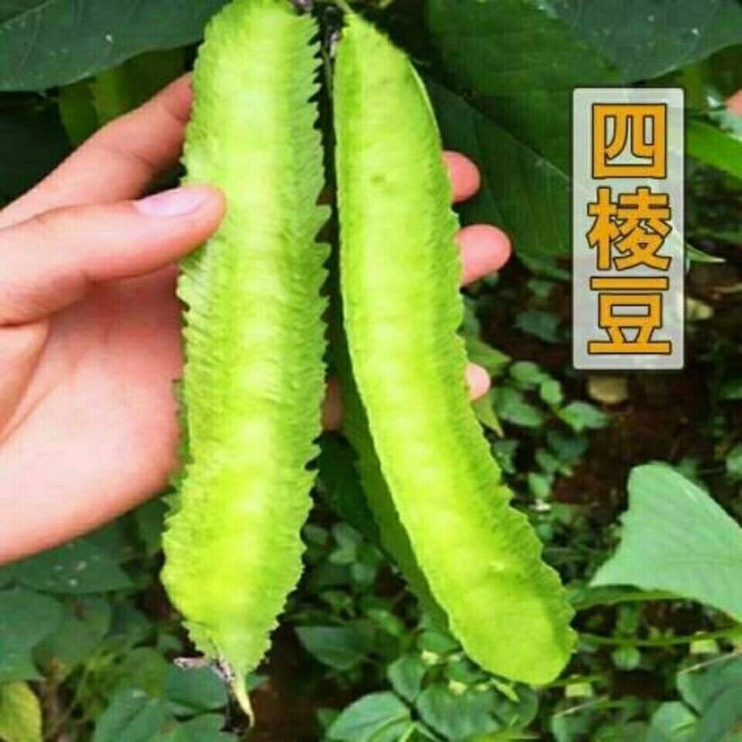四棱豆种子一包10粒春季豆科植物蔬菜种子简单易种植搭架四棱豆