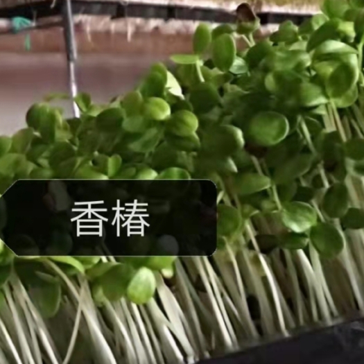 清丰县活体香椿苗
