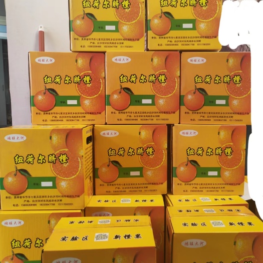 毕节大河口纽荷尔脐橙