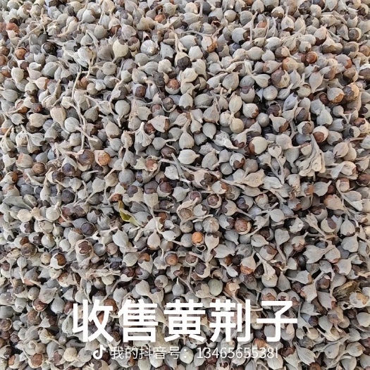 临朐县黄荆子  带皮黄荆子  产地一手货源