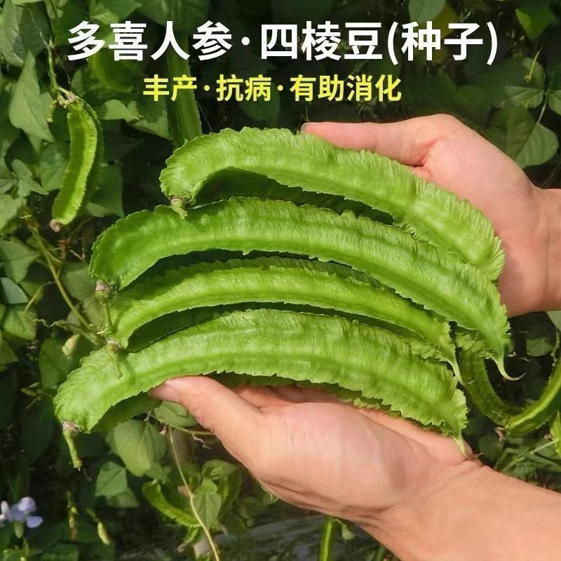四棱豆种子一包10粒春季豆科植物蔬菜种子简单易种植搭架四棱豆