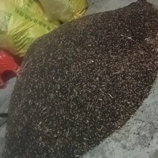 平塘县黑蚂蚁