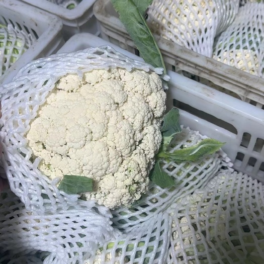 漳州菜花大量供应，产地直供，欢迎老板来合作