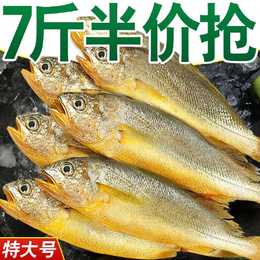 小黄鱼新鲜黄花鱼冷冻新鲜整箱海鲜水产生鲜活黄花鱼小黄鱼