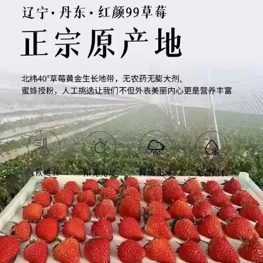 东港市丹东九九草莓