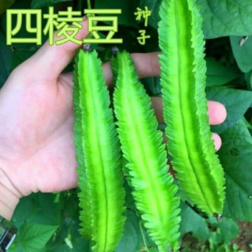 四棱豆种子一包10粒春季豆科植物蔬菜种子简单易种植搭架四棱豆