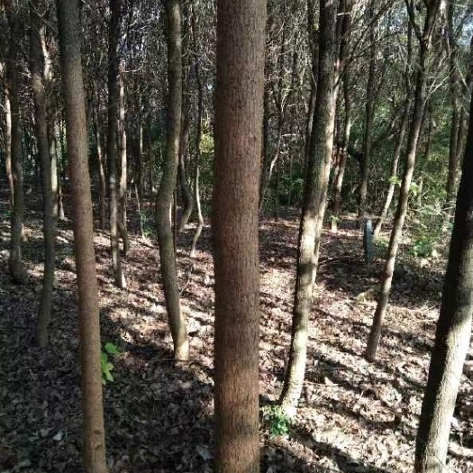 香樟树