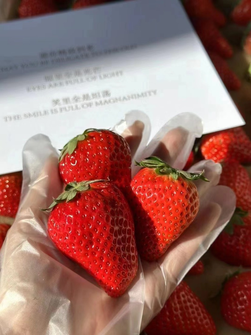 丹东东港核心产区，特色九九草莓