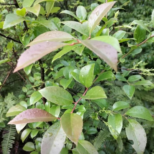 柘荣县南烛树出售